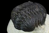 Morocops Trilobite - Visible Eye Facets #120080-4